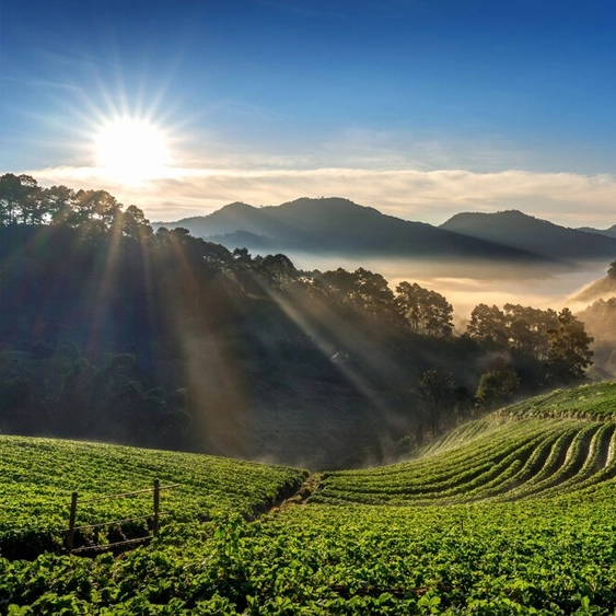 Agriculture de précision